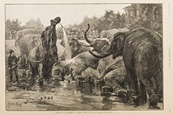 Framed 1894 Harpers Weekly Bathing the Elephants in Central Park