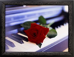 Framed Red Rose on Piano Photographic print.